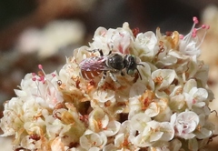 Calliopsis anomoptera