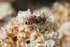 Calliopsis anomoptera