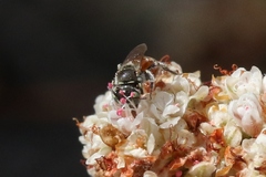 Calliopsis anomoptera