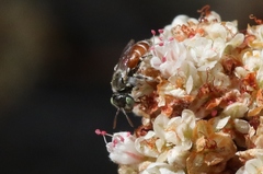 Calliopsis anomoptera