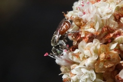 Calliopsis anomoptera