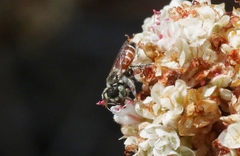 Calliopsis anomoptera