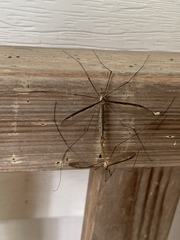 Tipula sayi