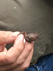 Pseudacris triseriata