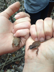 Pseudacris triseriata