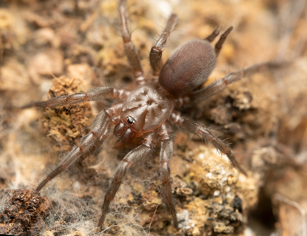 Spiny Curtain-web Spiders