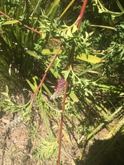 Grevillea acanthifolia