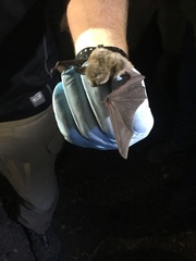 Myotis velifer