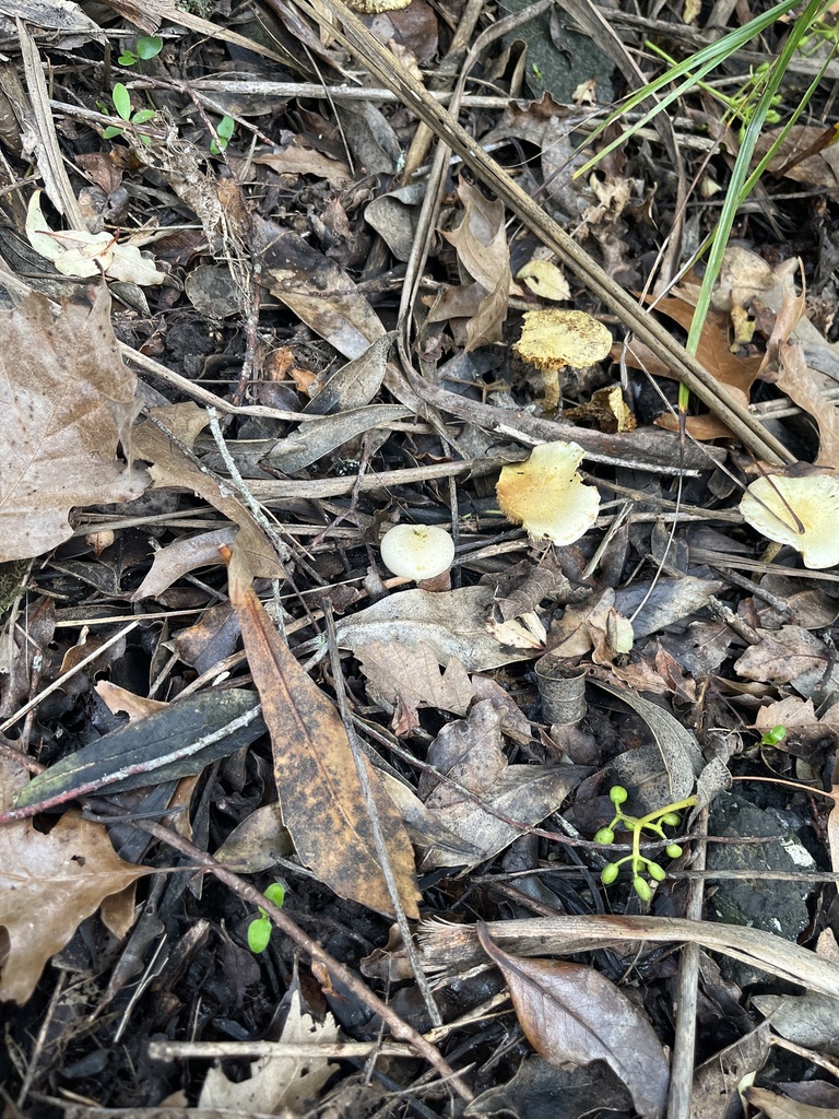 Pholiota gummosa