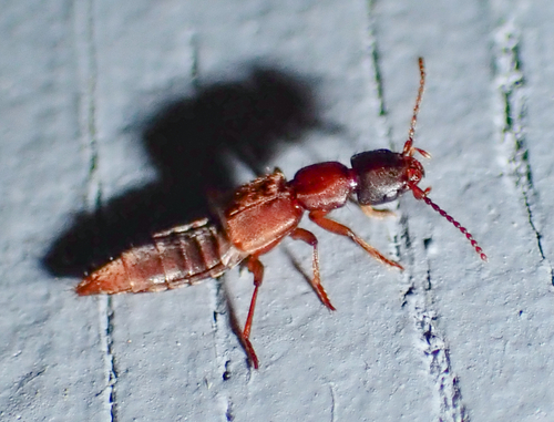 Achenomorphus corticinus