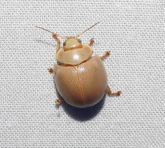 Paropsisterna crocata