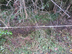 Haloragis erecta erecta