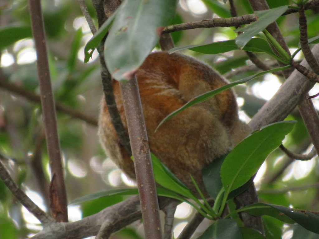 Common Silky Anteater