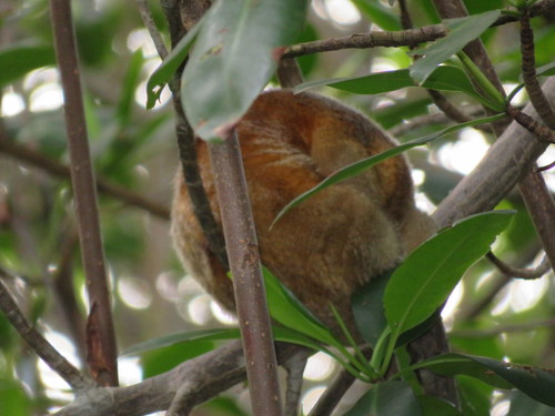 Common Silky Anteater