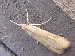 Nomophila noctuella