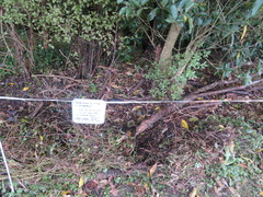 Haloragis erecta erecta