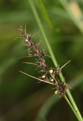 Scleria secans