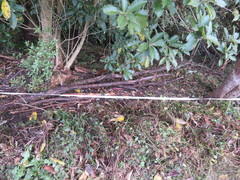 Haloragis erecta erecta