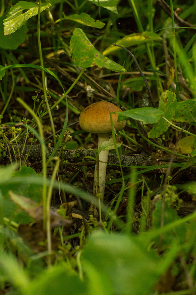 Psilocybe cubensis · December 2015 · photo: © pedrogarabaya (iNaturalist, CC)