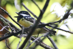 Periparus venustulus