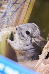 Chinchilla lanigera