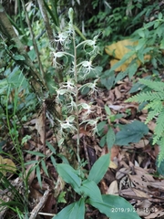 Habenaria polytricha