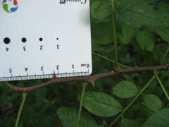 Prickly ash (Zanthoxylum americanum)