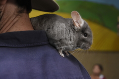 Chinchilla lanigera