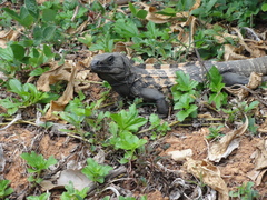 Ctenosaura oedirhina