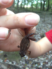 Pseudacris triseriata