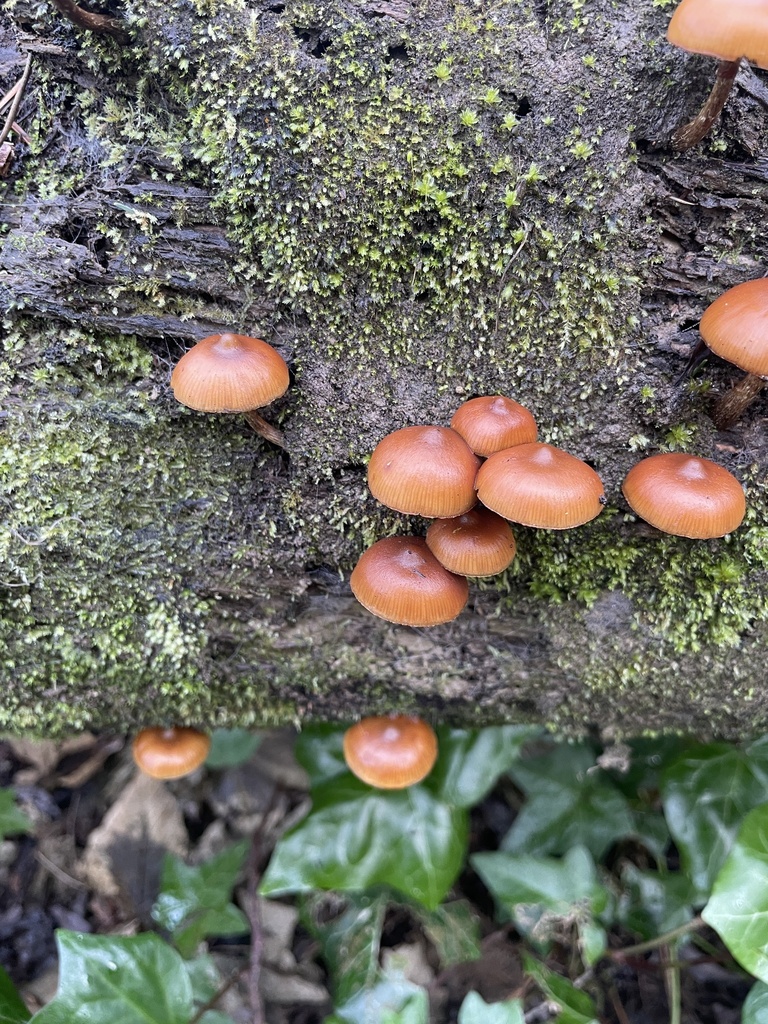 Galerina patagonica · June 2025 · photo: © lisa_bennett (iNaturalist, cc-by)