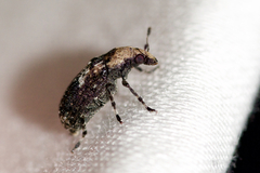 Euparius paganus