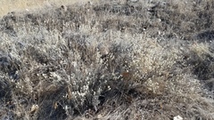 Eriogonum wrightii trachygonum
