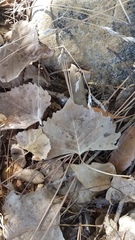 Populus fremontii fremontii