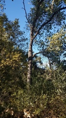 Populus fremontii fremontii