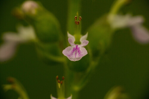 Teucrium vesicarium, photograph 5