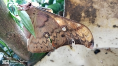 Antheraea