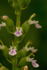 Teucrium vesicarium, photograph (c) pedrogarabaya, some rights reserved (CC BY)