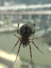 Larinioides sclopetarius