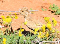 Eremopterix verticalis