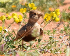 Eremopterix verticalis