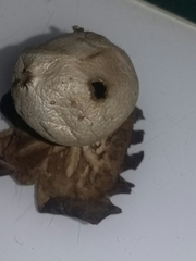 Myriostoma