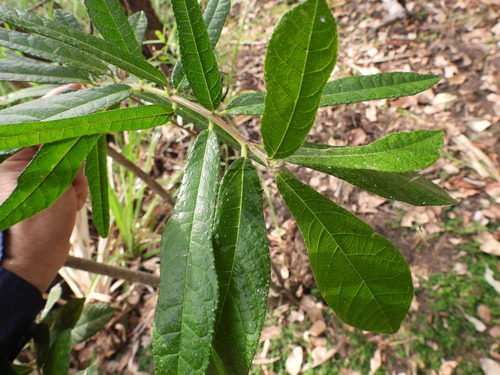 Ficus scobina, 2025-06-15