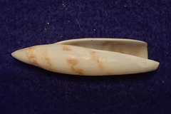 Terebellum terebellum