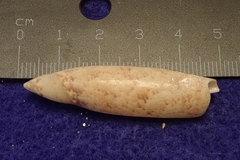 Terebellum terebellum