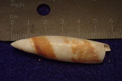 Terebellum terebellum