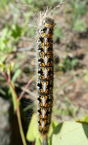 Western Tent Caterpillar Moth photo 3