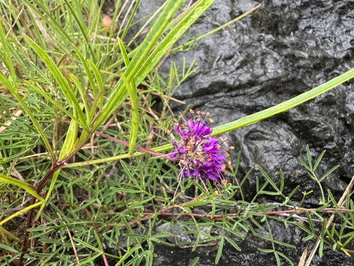 Cahaba Prairie Clover (Dalea cahaba)