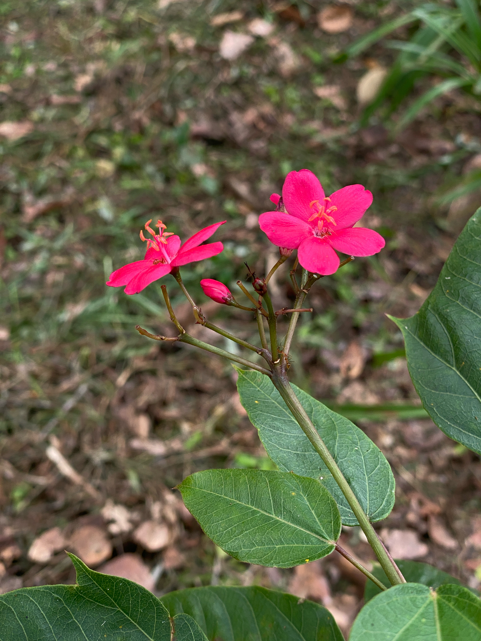 Jatropha integerrima — ảnh 3