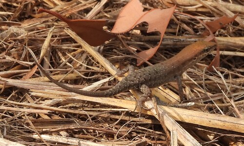 Rough Brown Rainbow-skink, Carlia johnstonei
